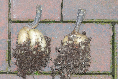 Pterocactus tuberosus Stecklinge.jpg