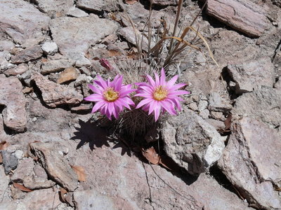 048 P1010107 Ecer. adustus ssp. roemerianus.jpg