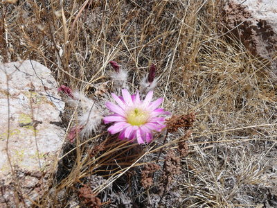 047 P1010100 Ecer. adustus ssp. roemerianus.jpg