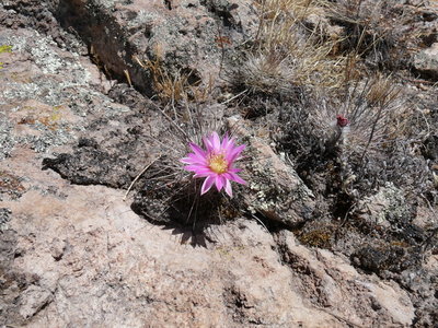 045 P1010098 Ecer. adustus ssp. roemerianus.jpg