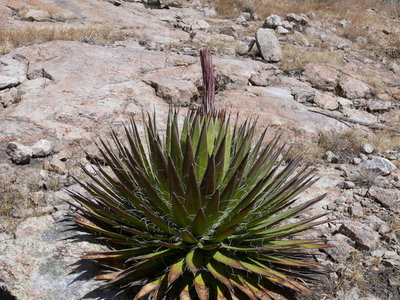 044 P1010097 Form von Agave filifera (evtl.).jpg