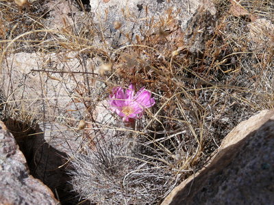043 P1010096 Ecer. adustus ssp. roemerianus.jpg