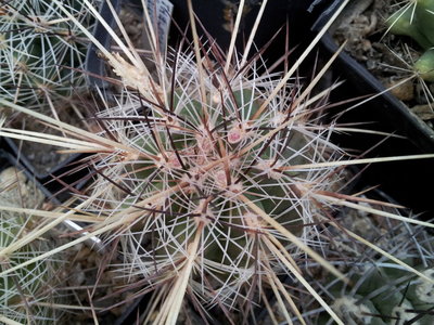 Thelocactus lausseri, blüht quasi das ganze Jahr über