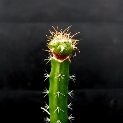 063 P1080524 Ferocactus macrodiscus Foto 08.03.12.JPG