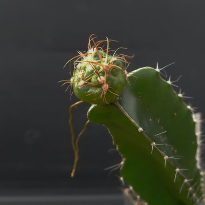 062 P1080523 Ferocactus macrodiscus Foto 08.03.12.JPG