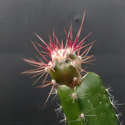 058 P1080519 Feroc. gracilis Foto 08.03.12.JPG