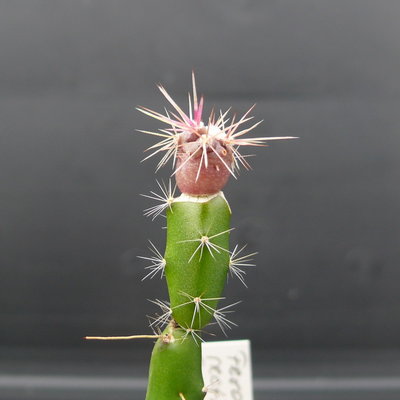 057 P1080518 Feroc.rectispinus Foto 08.03.12.JPG