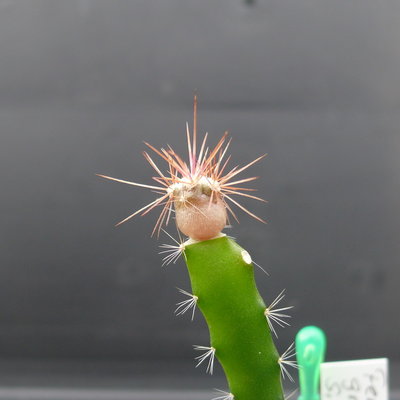 056 P1080517 Feroc. gracilis Foto 08.03.12.JPG