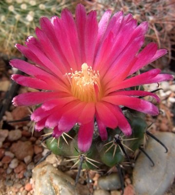 Parodia subterrana FH---06.11 - Kopie.JPG