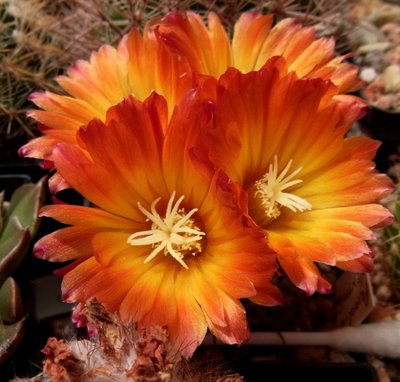 Parodia dextrohamatha, 06.10 - Kopie.JPG