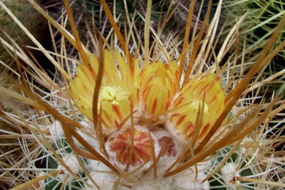 Parodia commutans f. maxima, 04.10 - Kopie.JPG