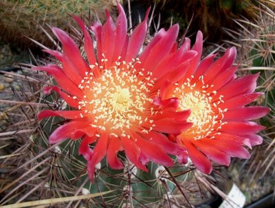 Parodia maassii f. superma, 06.10 - Kopie.JPG