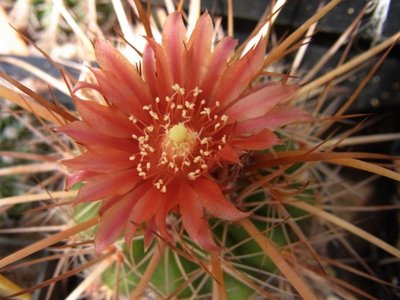 Parodia maassii, 07.10 - Kopie.JPG