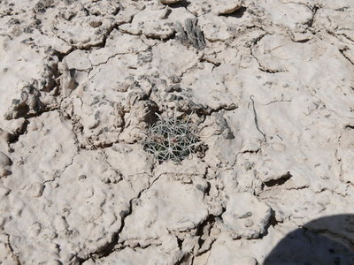 077 P1020230 Coryphantha hintoniorum ssp. hintoniorum.JPG