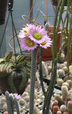 089 P1080559 Wilcoxia kroenleinii.JPG