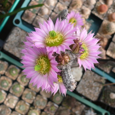 088 P1080558 Wilcoxia kroenleinii.JPG