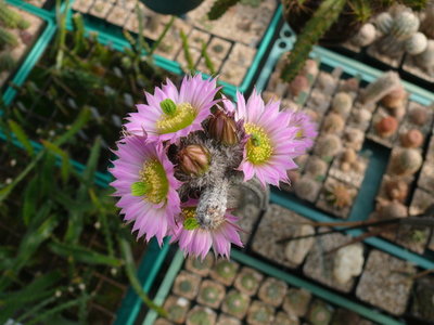 087 P1080557 Wilcoxia kroenleinii.JPG