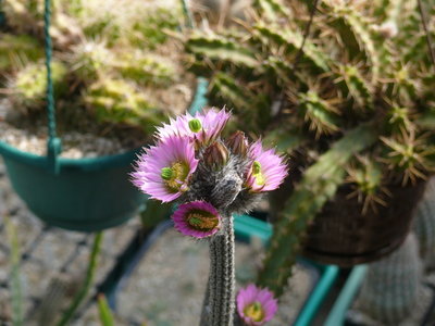 086 P1080553 Wilcoxia kroenleinii.JPG