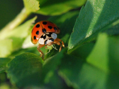 Harmonia axyridis 01.jpg