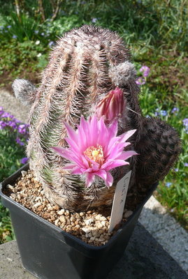 091 P1080578 Echinocereus adustus Typ.jpg