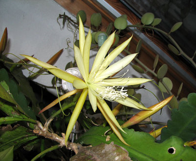IMG_1653a.jpg