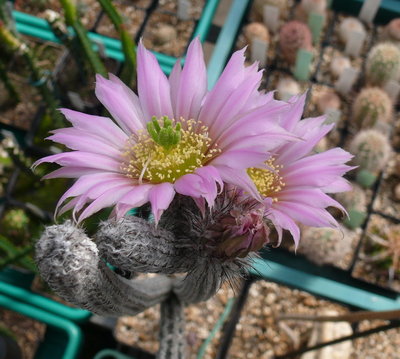 097 P1080591 Echinocereus (Wilcoxia) kroenleinii.JPG