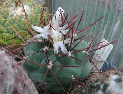 094 P1080587 Thelocactus hexaedrophorus.JPG
