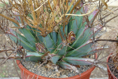 2009-09_Leuchtenbergia-3.jpg