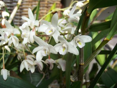 Dendrobium delicatum.jpg