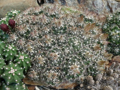 108 P1060770 winterharte Escobaria spec..JPG