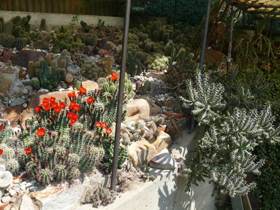 105 P1060765 winterharte Echinocereen und Opuntia.JPG