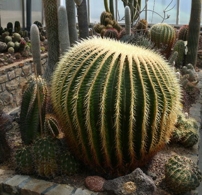 118 P1060782 Echinocactus grusonii.JPG