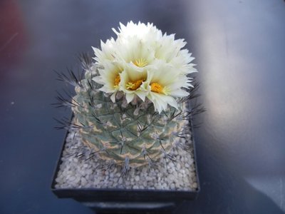 Strombocactus disciformis