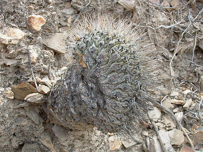 DSCF0282.JPG