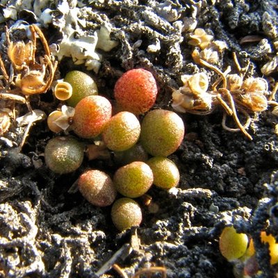 Dudleya blochmaniae subsp. brevifolia