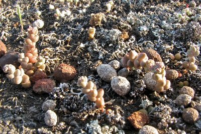 Dudleya blochmaniae subsp. brevifolia