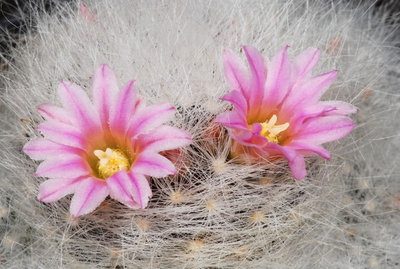 Mammillaria spec. 02.jpg