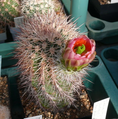 124 P1080645 Echinocereus fendleri var. bonkerae.JPG