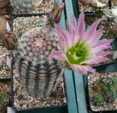 134 P1080607 Echinocereus pectinatus ssp. wenigeri, Mexiko.JPG