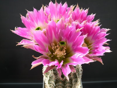 133 P1080658 echinocereus pectinatus ssp. wenigeri, Texas.JPG