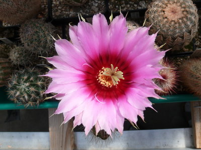142 P1080680 Echinocereus fitchii, Starr Co. Texas.JPG