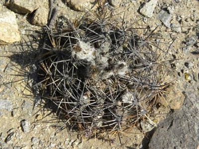 Eriosyce crispa v. huascensis - nördlich Huasco