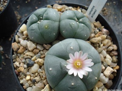 Lophophora williamsii