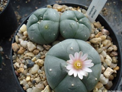 lophop12.jpg (143.26 KiB) 14677 mal betrachtet Lophophora williamsii