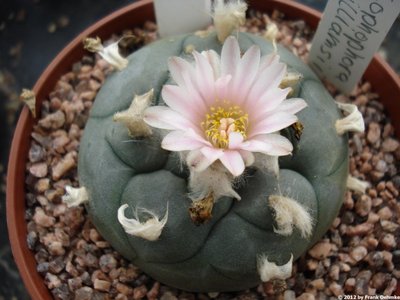 lophop13.jpg (139.34 KiB) 14677 mal betrachtet Lophophora williamsii