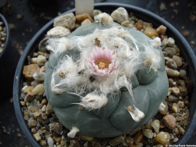 lophop14.jpg (147.4 KiB) 14677 mal betrachtet Lophophora williamsii ssp. grymii Typ Huizache
