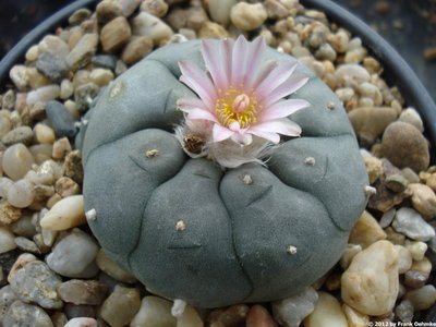 lophop15.jpg (153.33 KiB) 14678 mal betrachtet Lophophora williamsii var. pluricastata
