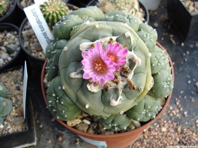 lophop16.jpg (159.76 KiB) 14677 mal betrachtet Lophophora jourdaniana