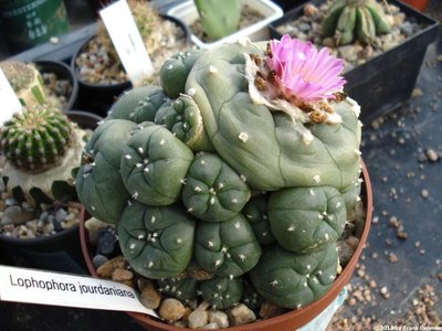lophop17.jpg (162.19 KiB) 14677 mal betrachtet Lophophora jourdaniana
