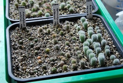 A. asterias Hybriden mit  G. gibbosum und R. muscula